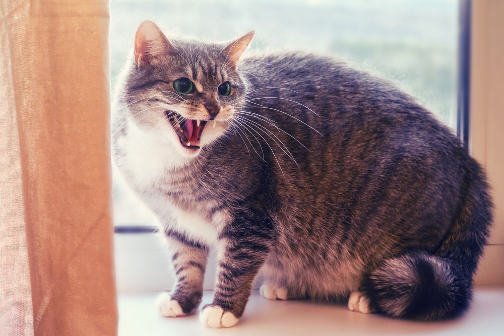 Frightened cat hissing on a windowsill — understanding and treating aggressive feline behavior