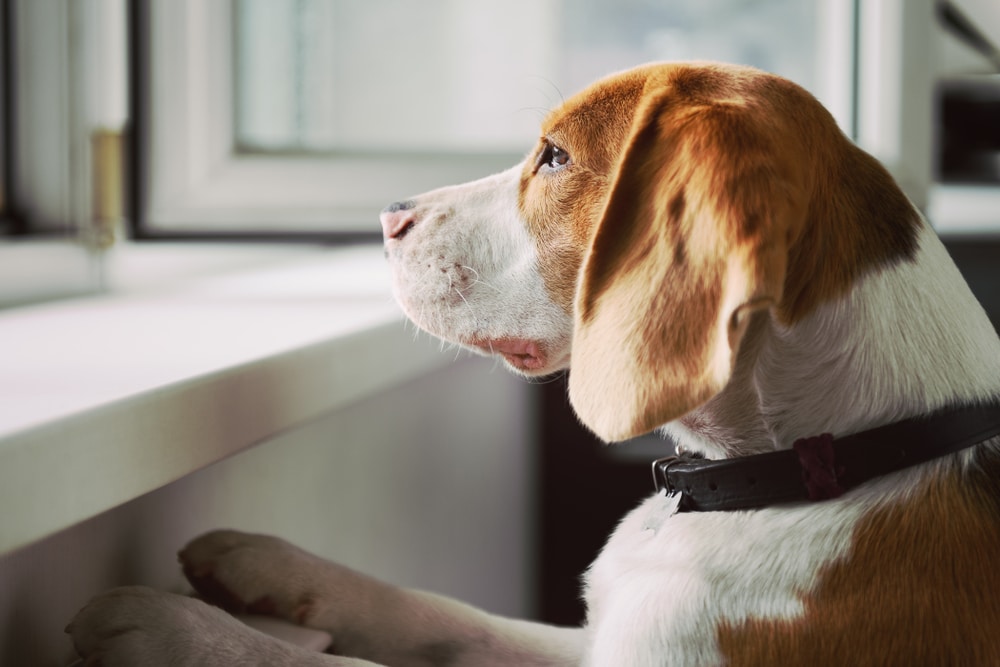 Curious Beagle dog looking out open window, illustrating pet anxiety relief care at veterinary clinic
