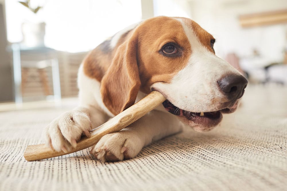 Beagle chewing on a wooden stick, highlighting dental health habits in dogs