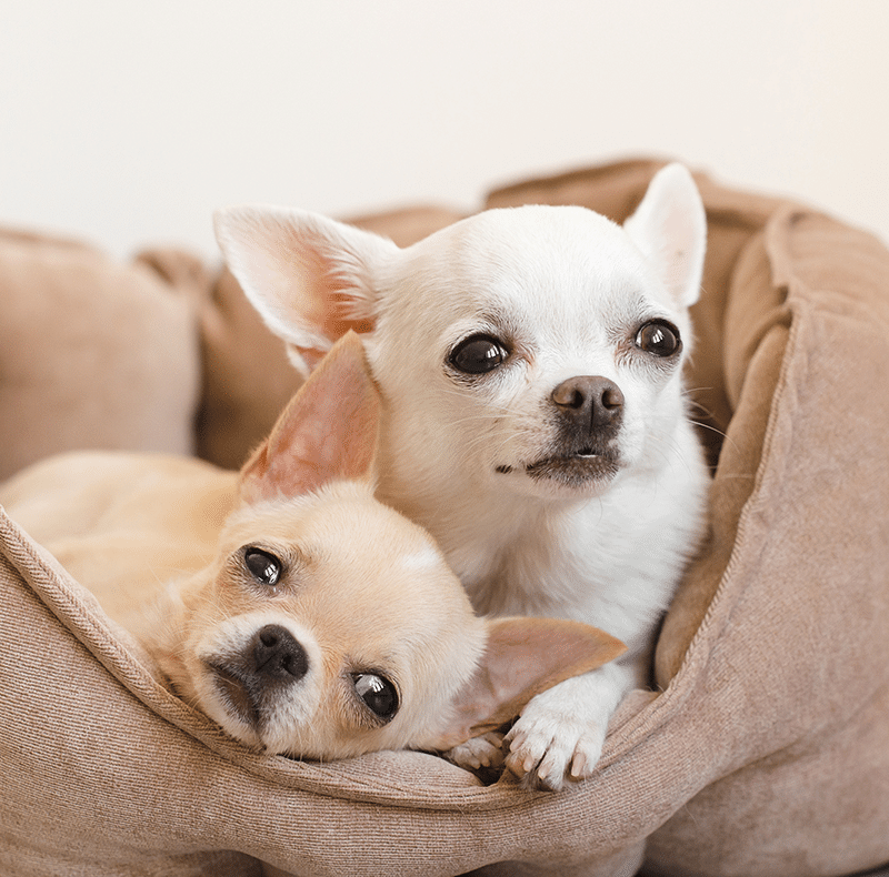 Safe and comfortable pet boarding kennels at Woodland Springs Vet Hospital in Fort Worth
