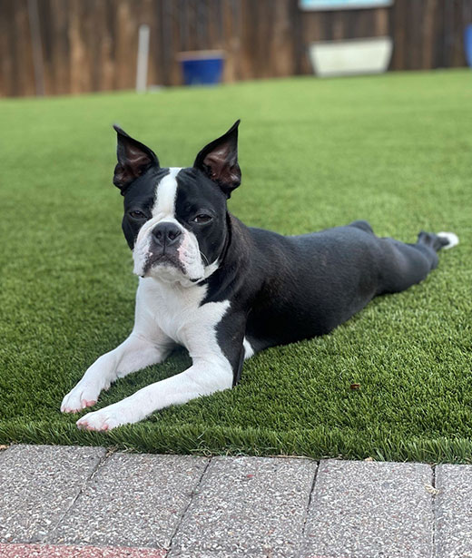 Brachycephalic dog recovering after laser airway surgery at Woodland Springs Vet Hospital Fort Worth
