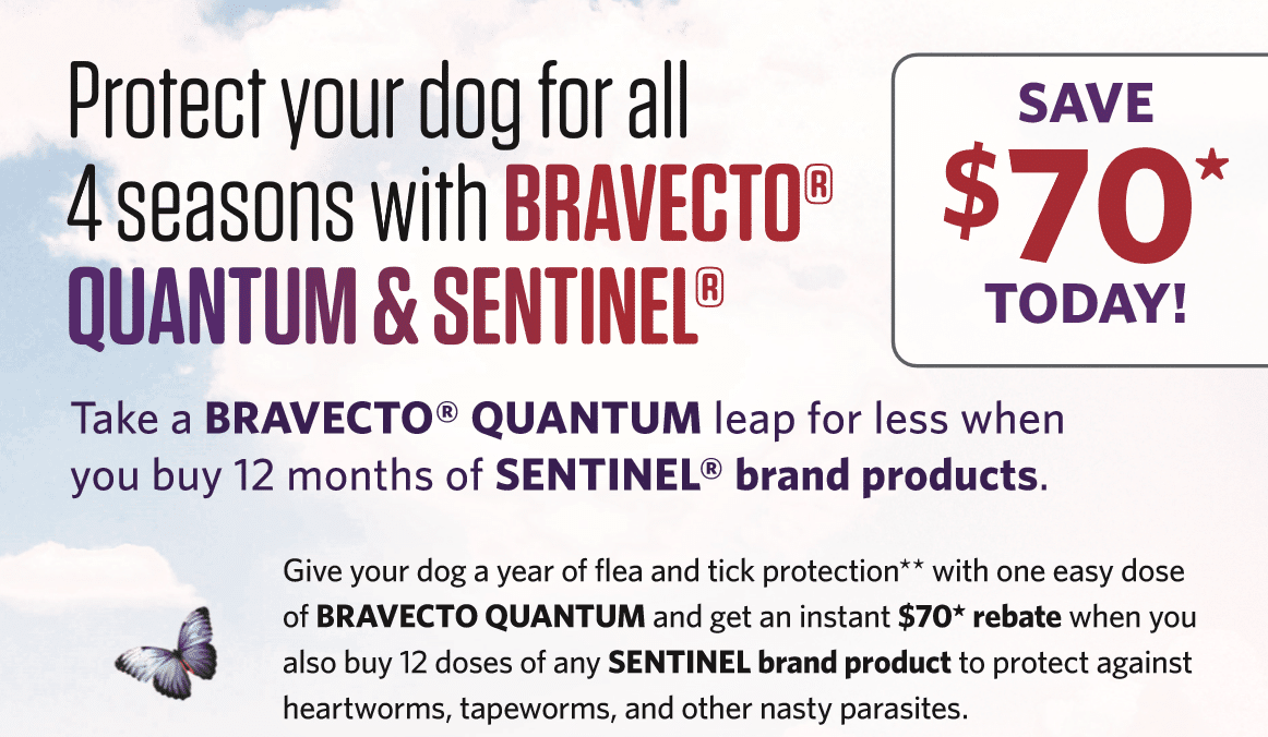 Bravecto Quantum flea and tick prevention product available at Woodland Springs Vet Hospital