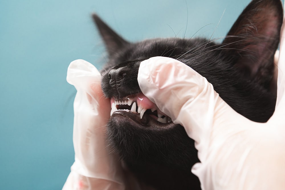 Cat receiving a professional dental checkup, highlighting preventive dental care, early detection of oral disease, and maintenance of healthy teeth and gums.