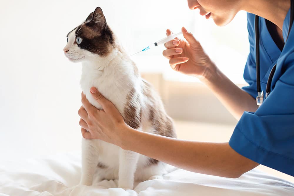A side-angle close-up shot of a blue-eyed, snowshoe-style cat sitting calmly on a white examination table while a veterinary professional in blue scrubs holding a syringe administers a vaccination or injection into the scruff of its neck.