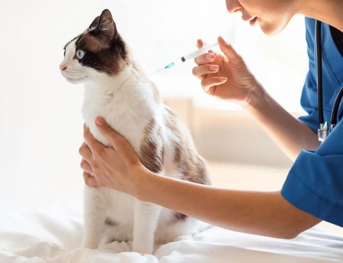 Does the DHPP Vaccine Protect My Dog Against Diseases That Actually Exist in Fort Worth?
