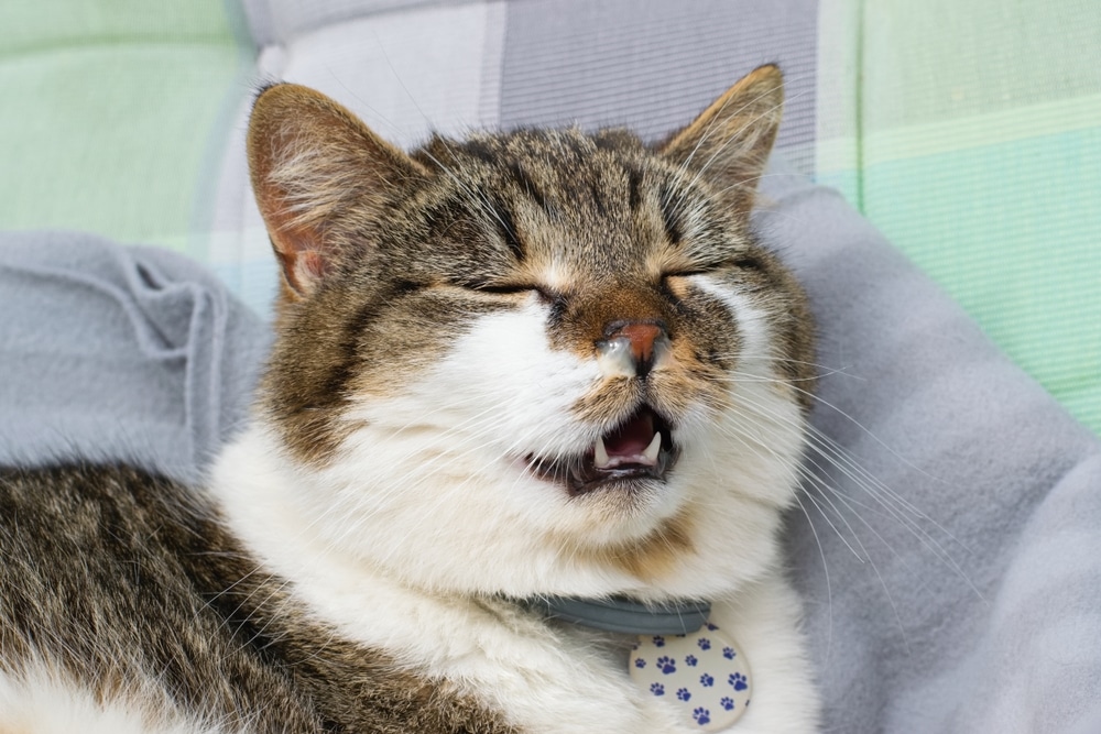 Cat with runny nose showing respiratory illness symptoms requiring veterinary diagnosis and care
