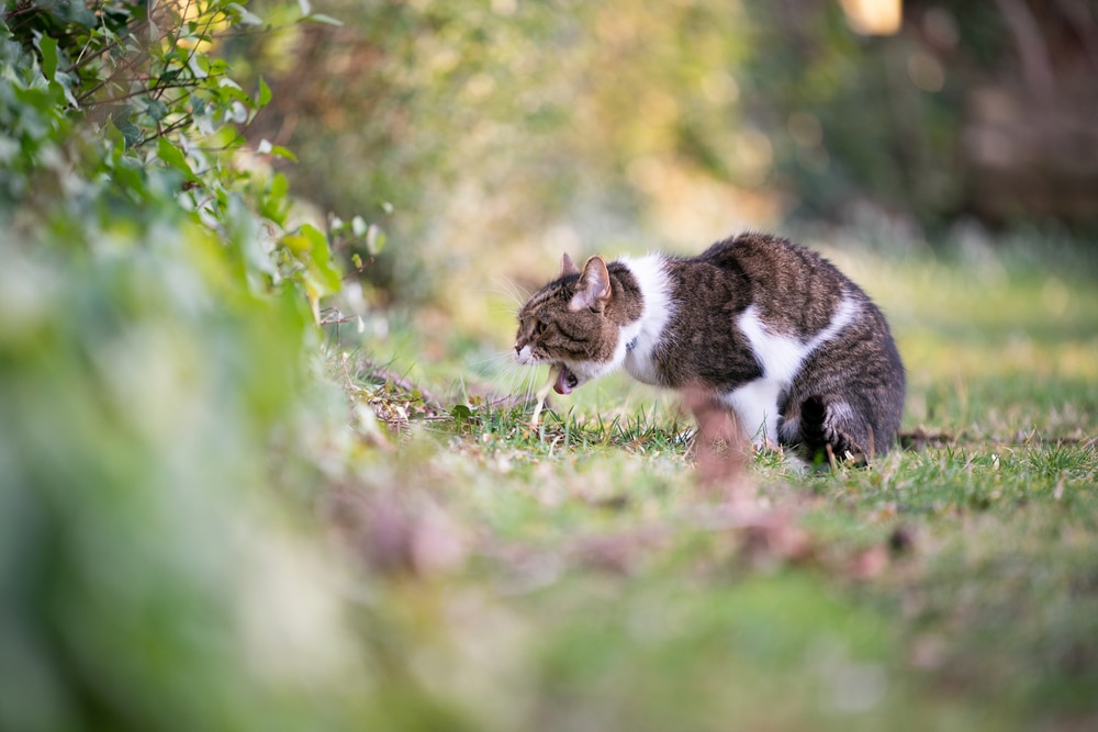 Tabby cat vomiting — understanding feline nausea and digestive issues