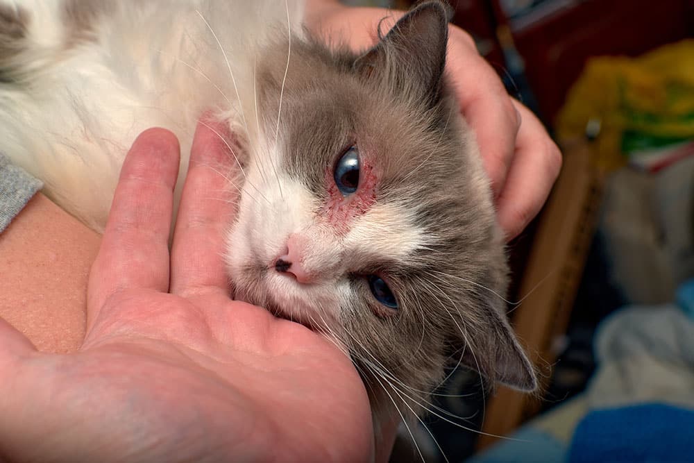 A close-up shot of a long-haired, blue-eyed cat being held gently in a person's hands, showing significant redness, hair loss, and irritated, scabby skin around its right eye, indicating a potential infection, allergy, or medical condition.