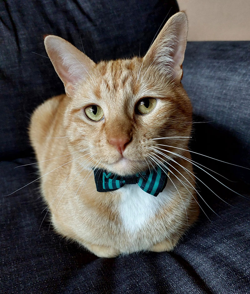 Large feature image from choosing a pet section three — veterinary pet selection guide
