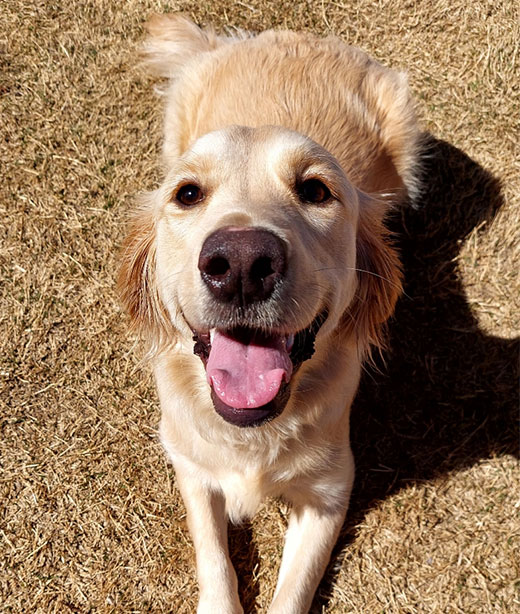 Small image from choosing a pet guide — companion animal options at Woodland Springs
