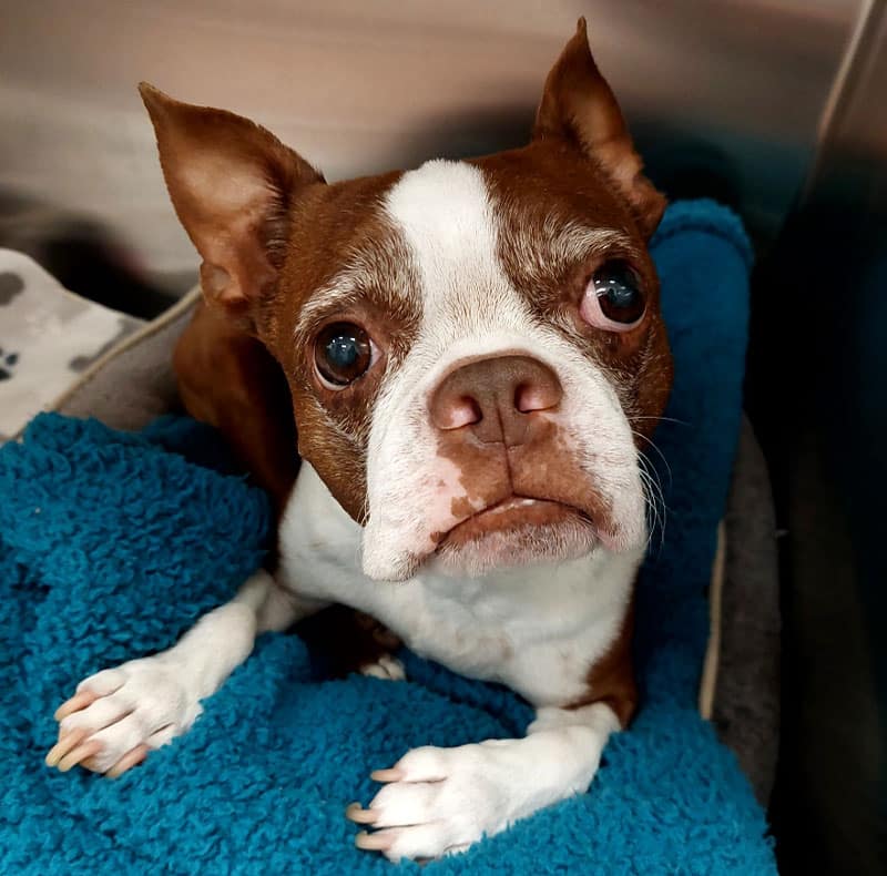 Second feature image from choosing a pet guide — helping Fort Worth families select companions
