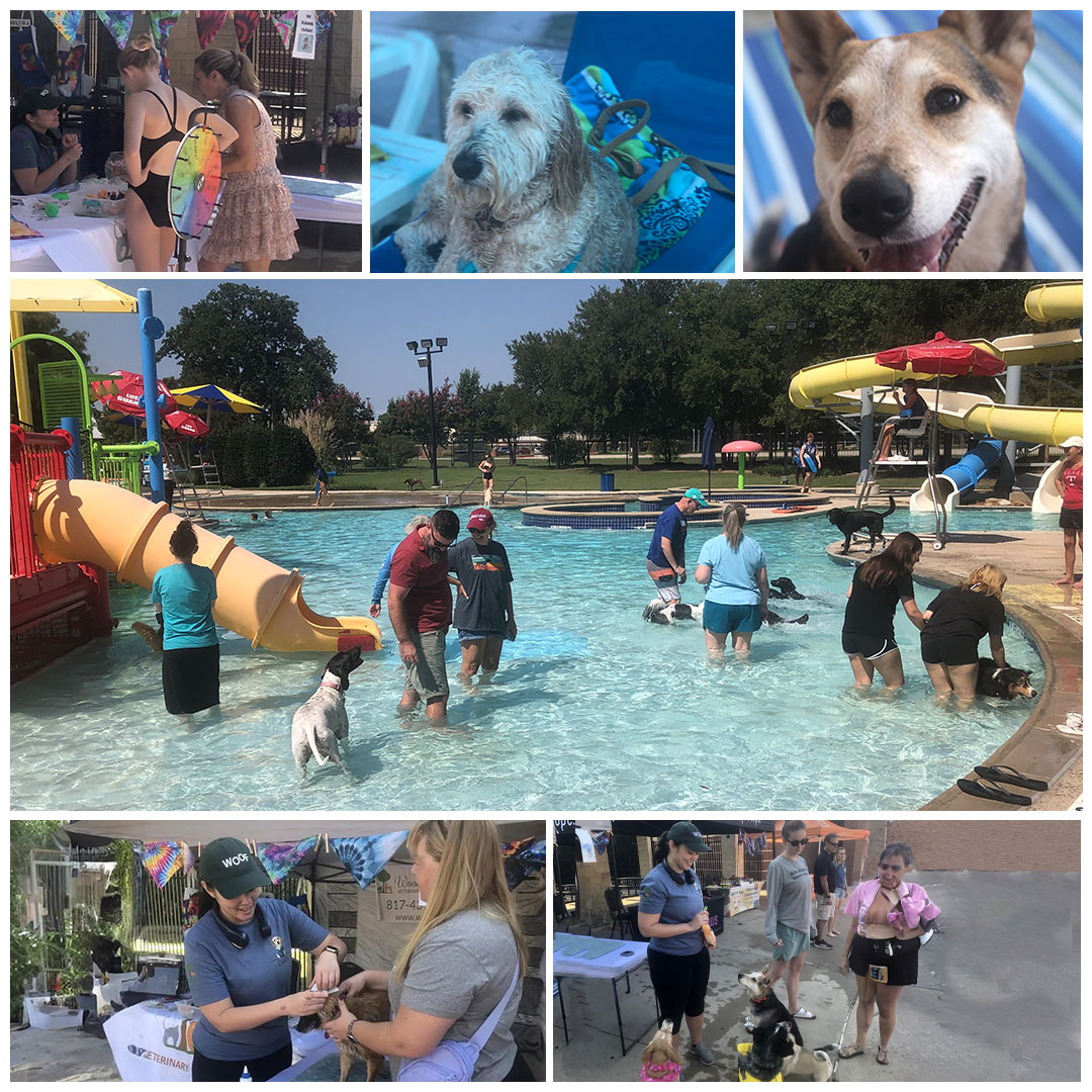 Woodland Springs Vet Hospital team members participating in Fort Worth community involvement activities
