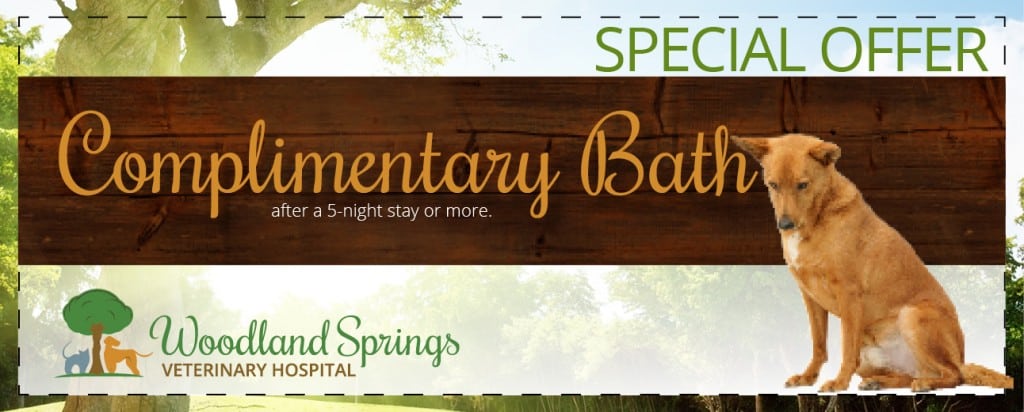 Pet receiving complimentary bath service at Woodland Springs Vet Hospital, Fort Worth TX
