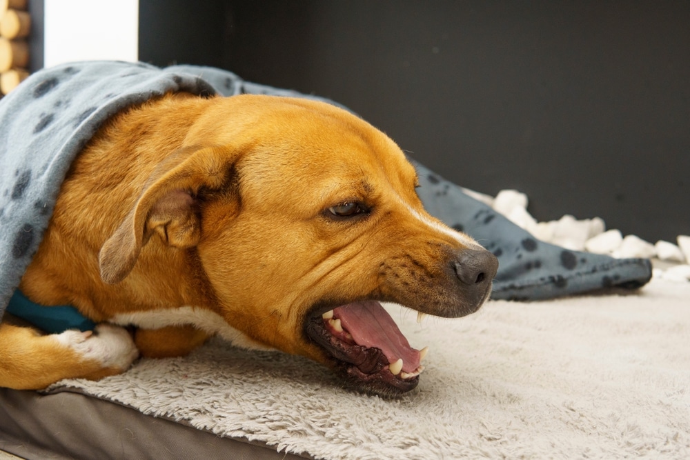 Dog resting on a bed with a blanket, showing signs of coughing or respiratory illness