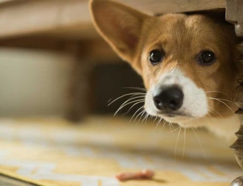 Can Early Socialization and Training Prevent Pet Anxiety?