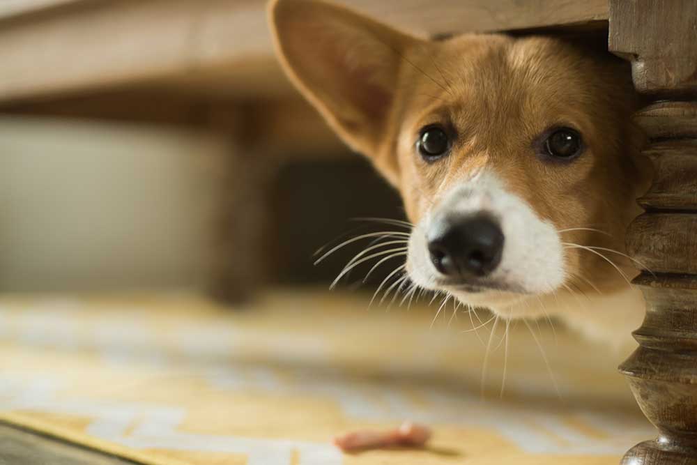 Brown and white corgi with upright ears peeking out from beneath wooden furniture onto a patterned rug, with a small object nearby.