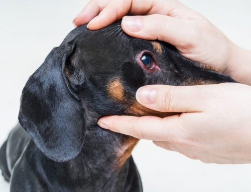 What Are Those Reddish-Brown Stains Around My Pet’s Eyes and Mouth?