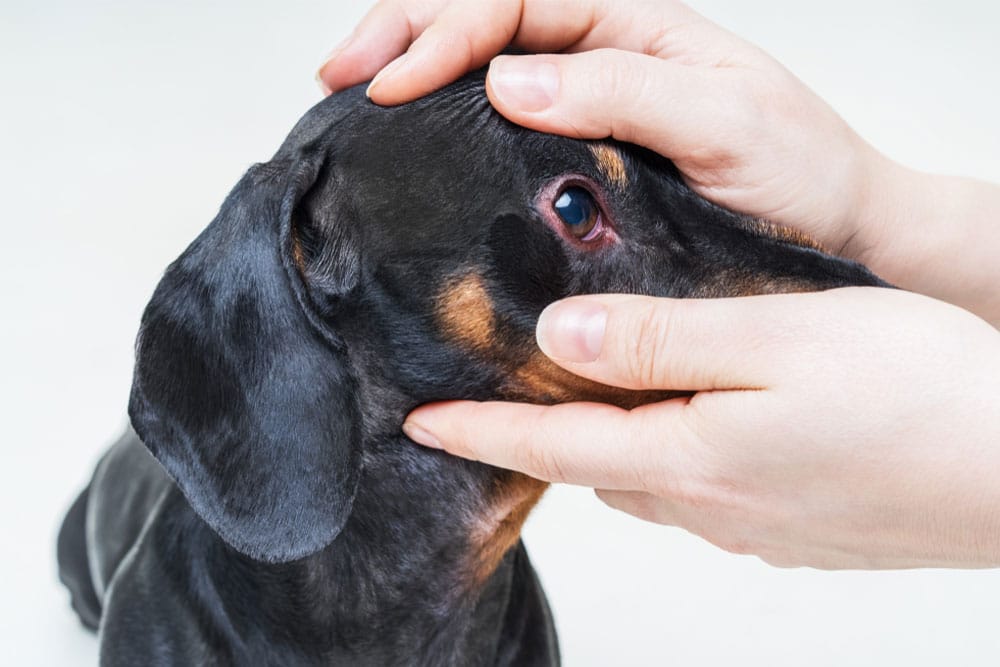 Close-up of a black and tan dachshund being gently held during an eye examination, showing a cloudy right eye possibly indicating cataract or glaucoma.