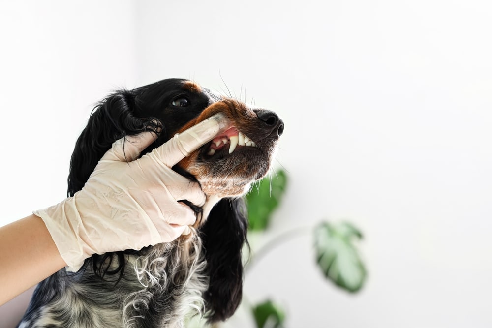 Female veterinarian brushing a Cocker Spaniel's teeth during a dental cleaning exam