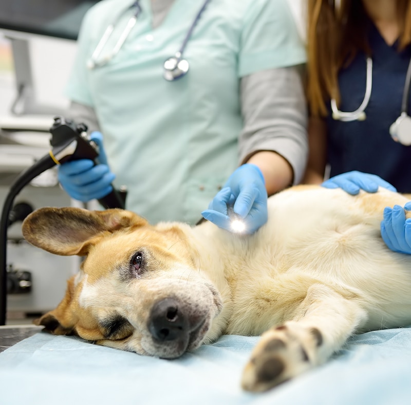Veterinarian reviewing pet diagnostic imaging and lab results in Fort Worth, TX
