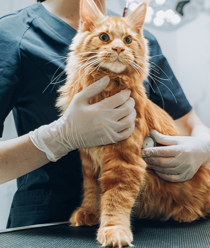 Veterinary technician using diagnostic lab equipment for pet health testing in Fort Worth
