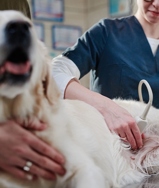 Pet undergoing veterinary diagnostic testing at Woodland Springs Vet Hospital in Fort Worth

