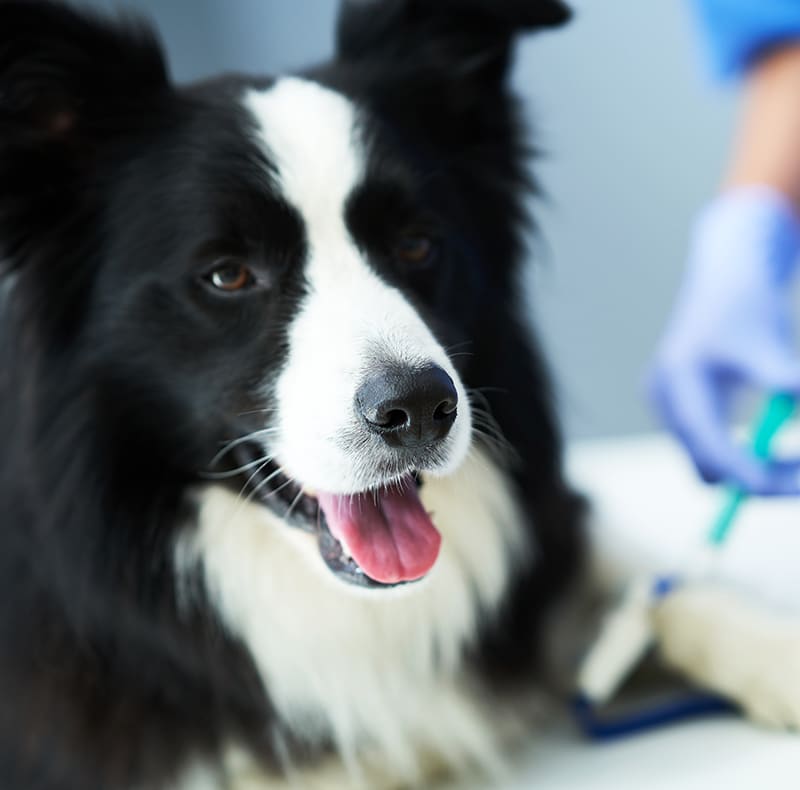 Veterinary diagnostic equipment used for accurate pet health evaluations in Fort Worth, TX
