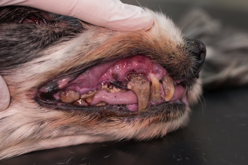 Close-up of an older dog's teeth showing tartar buildup and signs of canine dental disease