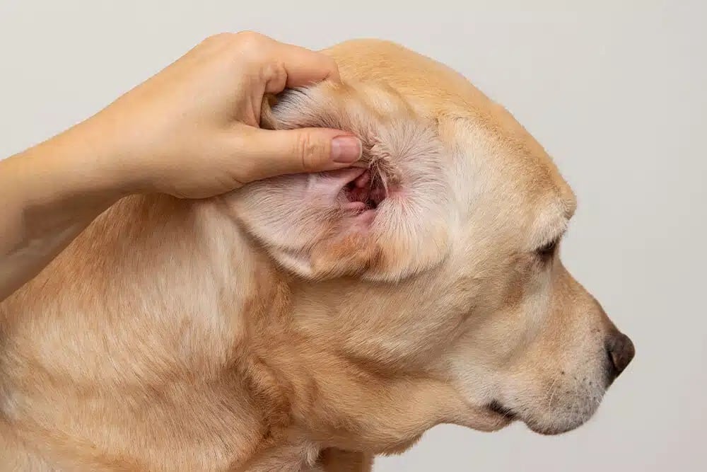 Veterinarian examining a dog's ear during a routine check-up at Woodland Springs Vet Hospital