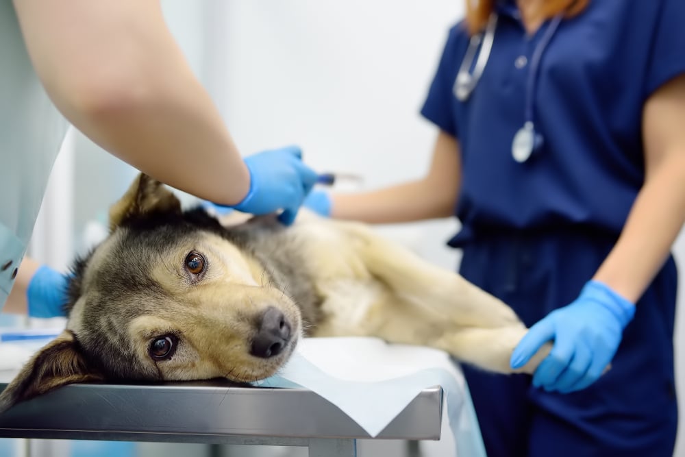 Veterinarian examining a large dog on an exam table in a veterinary clinic.
