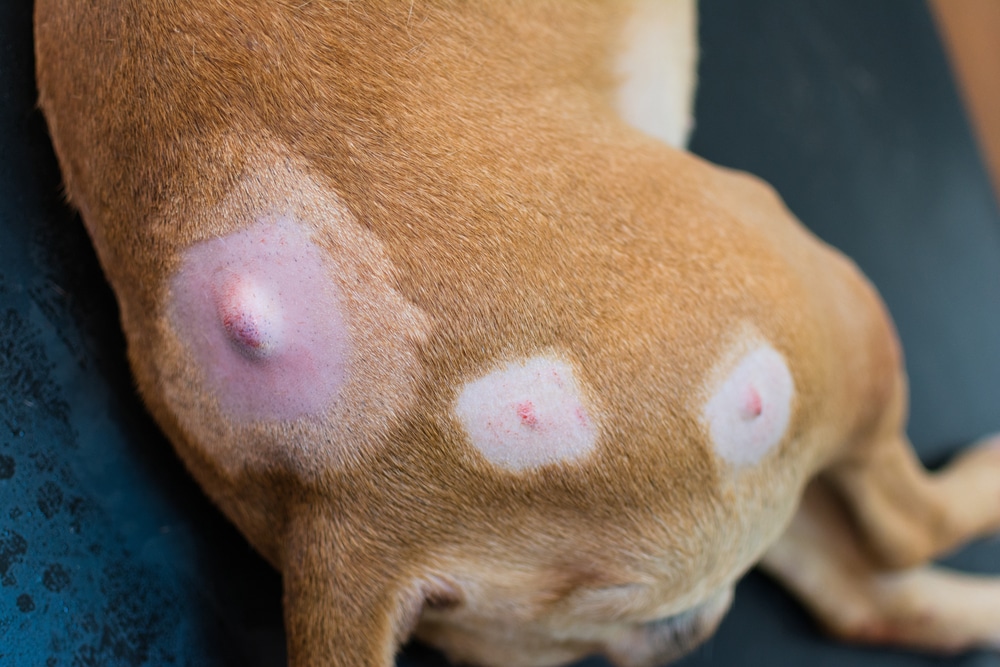 Close-up of a dog's skin showing raised lumps — veterinary dermatology evaluation in Fort Worth