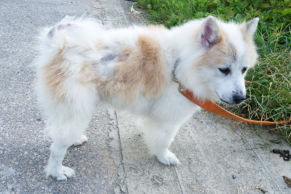 A side profile shot of a white and tan fluffy dog on an outdoor path, showing visible patches of hair loss and irritated dark skin on its back and base of the tail, indicating a potential dermatological condition or allergy.