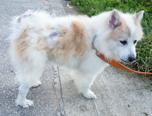 Why Is My Pet Losing Hair, and Is It Hormones or Allergies?