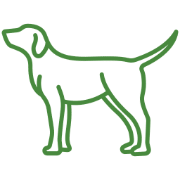 Healthy dog at Woodland Springs Vet Hospital receiving general veterinary care in Fort Worth
