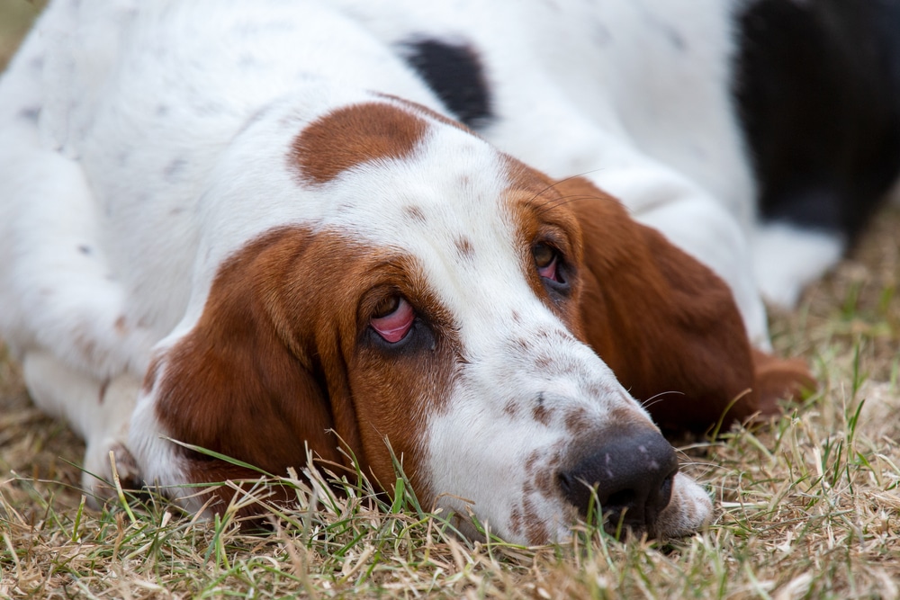 Dog eye condition ectropion with sagging eyelid exposing inner eyelid tissue.