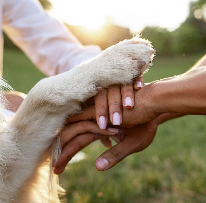 Compassionate end-of-life veterinary care for pets at Woodland Springs Vet Hospital in Fort Worth
