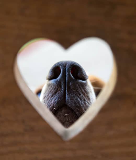Veterinary team providing gentle, compassionate end-of-life care for a beloved pet
