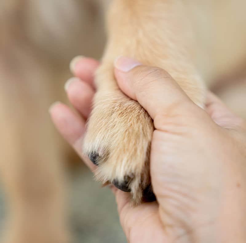 Compassionate veterinary team member providing comfort and support during end-of-life pet care
