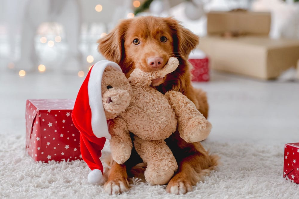 Festive dog posing with a teddy bear during the Christmas holiday season