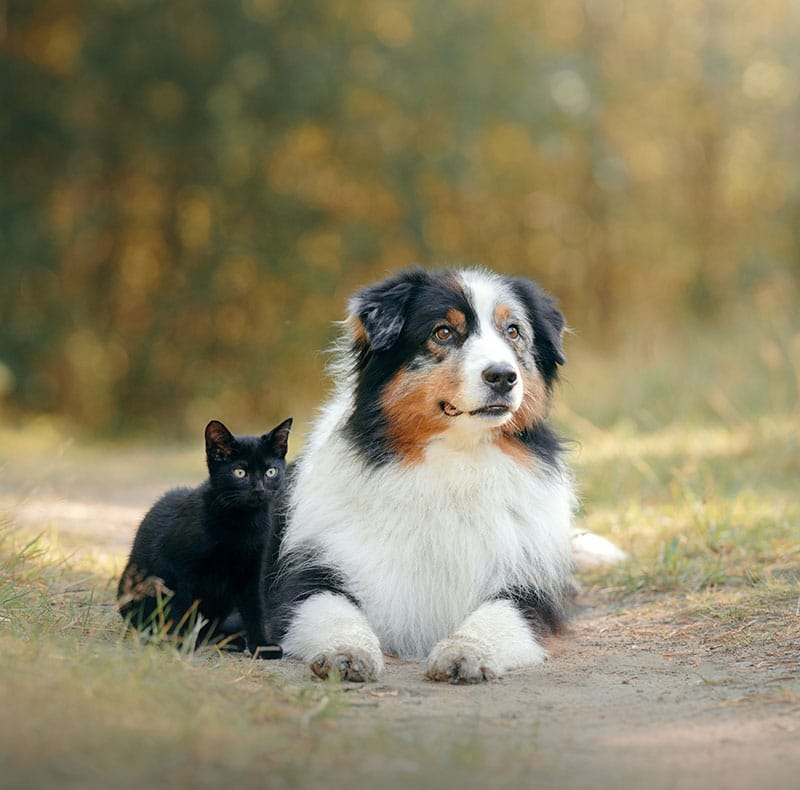 Pet wellness exam at Woodland Springs Vet Hospital — general health checkup for dogs and cats in Fort Worth

