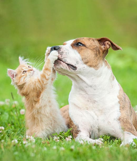 Veterinarian conducting routine physical exam for pet general wellness in Fort Worth TX
