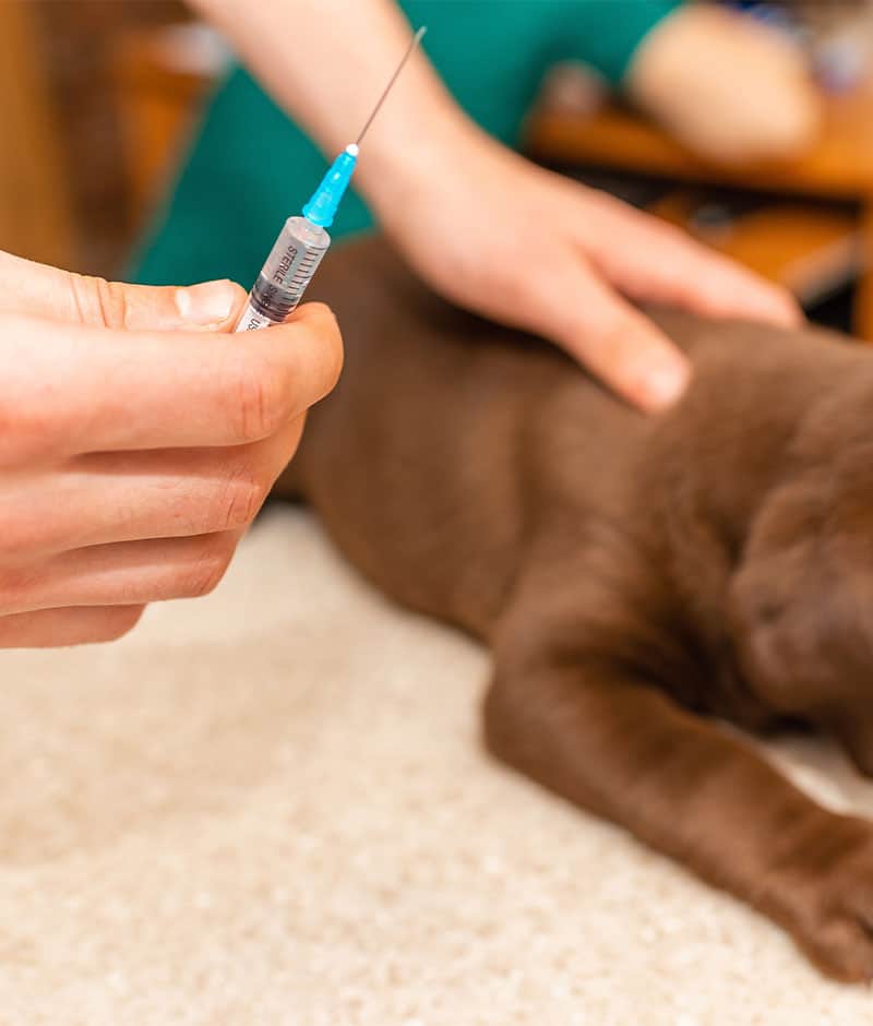 Pet owner bringing dog or cat in for general wellness exam at Woodland Springs Vet

