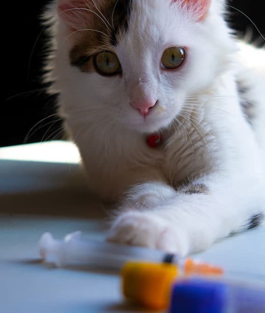 Veterinary staff providing general wellness care services for pets in Fort Worth TX
