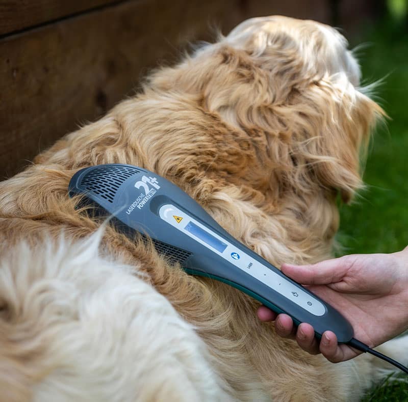 Pet undergoing therapeutic laser therapy for pain management at Woodland Springs Vet Hospital
