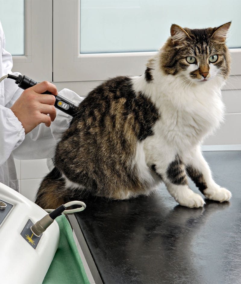 Veterinarian using cold laser therapy device to treat pet injury or chronic pain
