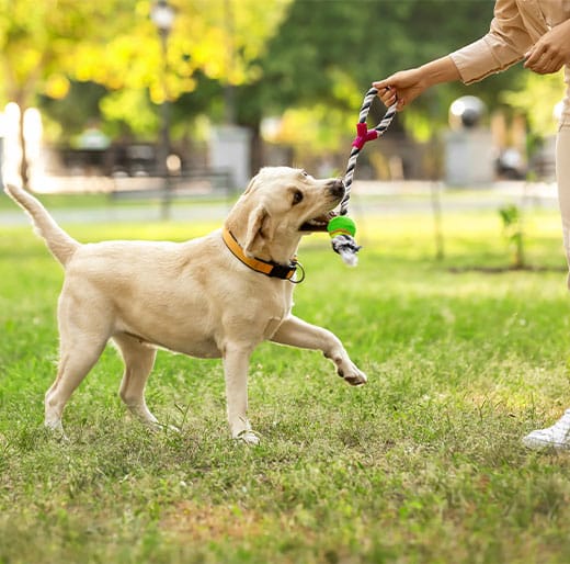 Veterinarian assessing a dog's joint health during an orthopedic care consultation at WSVH
