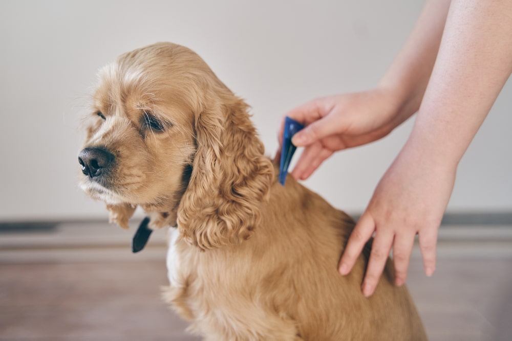 A person applies liquid flea and tick medication to the back of a light brown Cocker Spaniel puppy's neck.