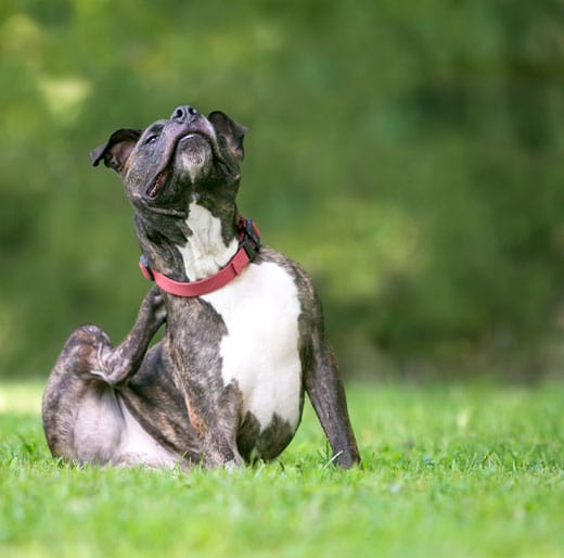 Dog showing signs of pet allergies receiving veterinary care at Woodland Springs Fort Worth
