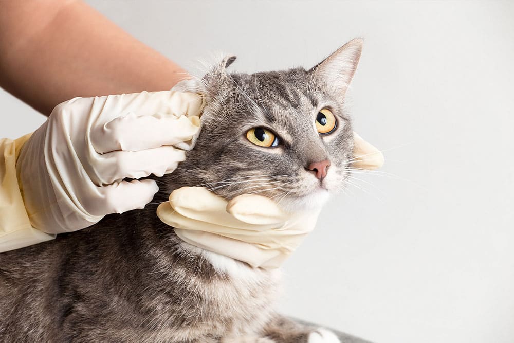 Veterinary team member providing compassionate pet care and support at Woodland Springs Vet Hospital