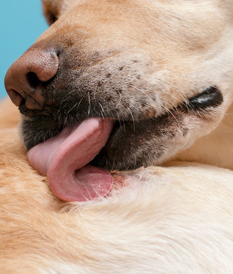 Pet showing signs of allergies during examination at Woodland Springs Vet Hospital Fort Worth
